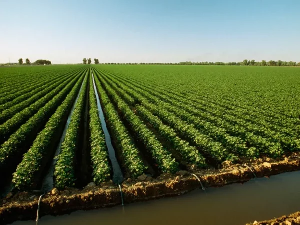 Agroportalda paxta ekinlarini sug‘urta qilish xizmati yo‘lga qo‘yildi