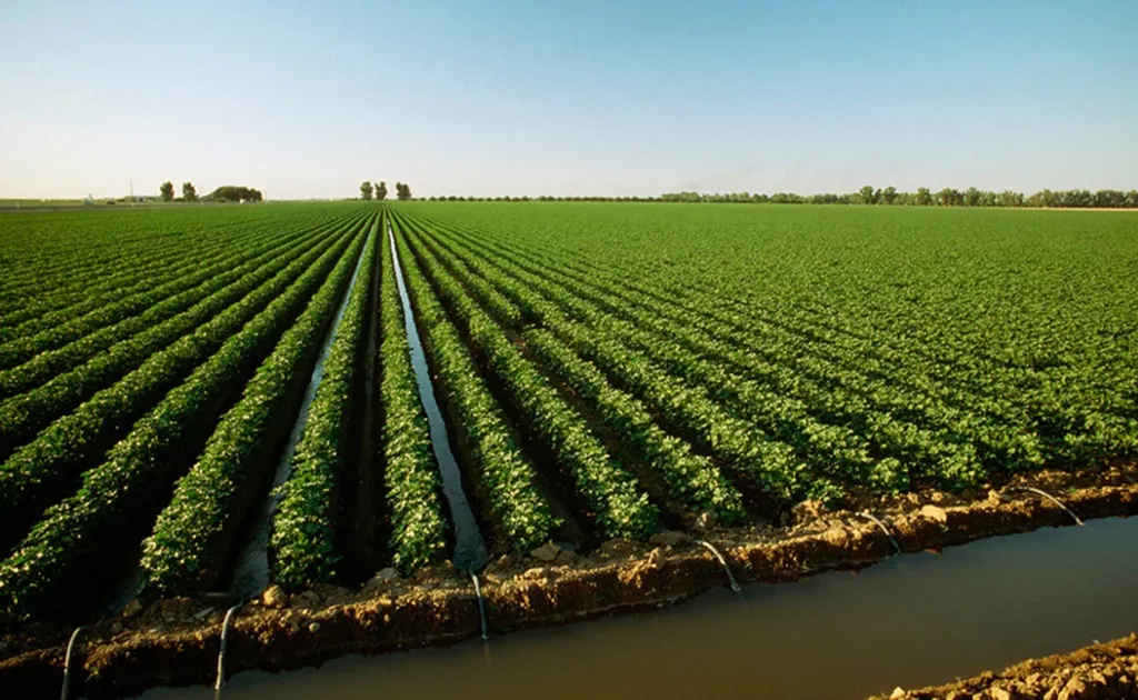 Agroportalda paxta ekinlarini sug‘urta qilish xizmati yo‘lga qo‘yildi